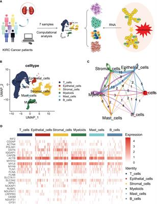 Single-cell disulfidptosis regulator patterns guide intercellular communication of tumor microenvironment that contribute to kidney renal clear cell carcinoma progression and immunotherapy